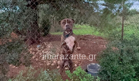 Τραγωδία στη Ζάκυνθο: Το επόμενο διάστημα θα αποφασιστεί αν θα θανατωθεί το πίτμπουλ που σκότωσε το 2χρονο παιδάκι