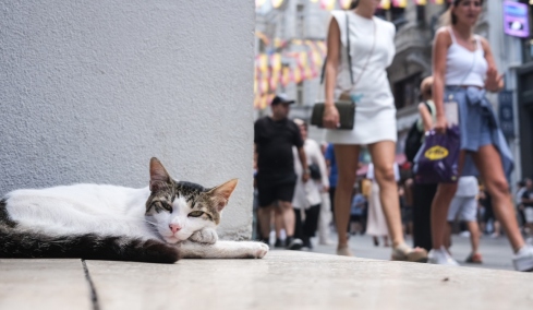 Μέσα στην πόλη που «κυβερνούν» οι γάτες: Η παράδοση από την Οθωμανική Αυτοκρατορία και τα ζώα-σύμβολα της Κωνσταντινούπολης