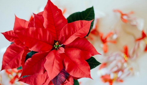 Το άγνωστο λάθος που σκοτώνει τα αλεξανδρινά μας