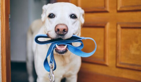 Ποια είναι η τέλεια βόλτα που θα κάνει τον σκύλο μας ευτυχισμένο;