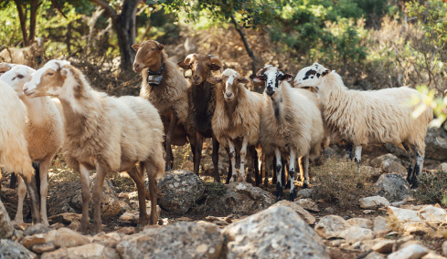 Αμφισβητείται η ύπαρξη της «σπάνιας φυλής αιγοπροβάτων  Ρουμλουκίου», τι καταγγέλλει καθηγητής κτηνιατρικής και ο παράγοντας επιδοτήσεις 