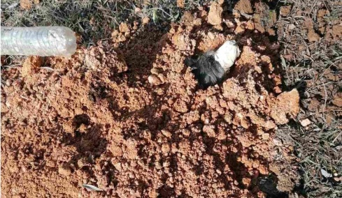 «Είναι να αναρωτιέσαι ποιος έχει 2 και ποιος 4 πόδια»: Το μήνυμα της ΕΛΑΣ για τις ανατριχιαστικές φωτογραφίες του σκύλου που έθαψε ζωντανό 90χρονος