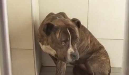 «Πρώτη φορά βλέπουμε σκυλί με τέτοια απάθεια»: Τι λένε στο ΔΙΚΕΠΑΖ για το πίτμπουλ που σκότωσε τον 2χρονο στη Ζάκυνθο, 30 αιτήματα υιοθεσίας