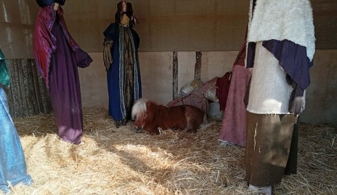 Αντιδράσεις από φιλόζωους για το ζωντανό αλογάκι στη φάτνη του Βόλου, «νούμερα που ζουν στον κόσμο τους» απαντά ο Μπέος