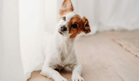Τι σκέφτεται ο σκύλος μας όταν είναι μόνος στο σπίτι