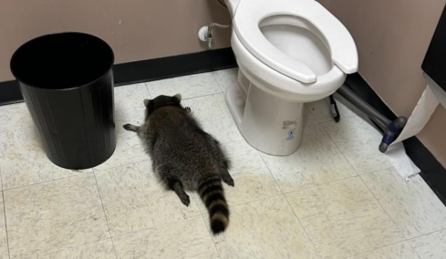 Ύποπτο για σειρά διαρρήξεων το ρακούν που μέθυσε και λιποθύμησε σε κάβα στη Βιρτζίνια