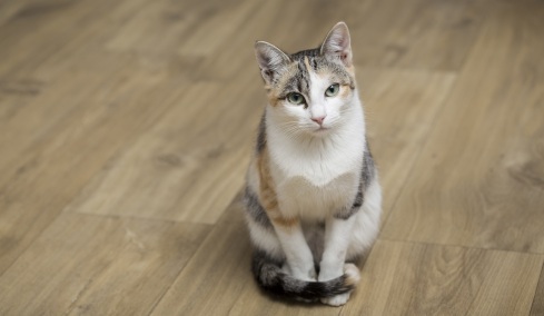 6 πράγματα που ξέρει η γάτα σας για εσάς που ούτε τα φαντάζεστε