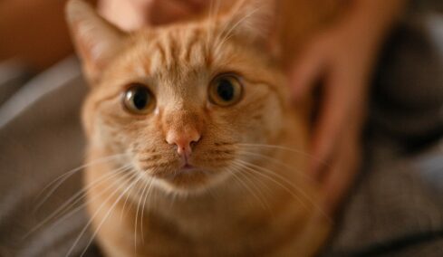 Γιατί τρέμει η γάτα σας – Οι συνηθέστερες αιτίες