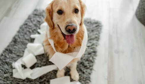 4 σημάδια ότι ο σκύλος σας θέλει να πάει τουαλέτα