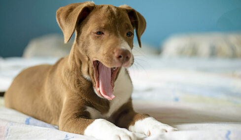 Γιατί χασμουριούνται οι σκύλοι – Δεν σημαίνει μόνο ότι νυστάζουν