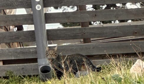 Στη Σαντορίνη τα αδέσποτα ταΐζονται με τον πιο πρωτότυπο τρόπο