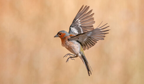 Πόση ώρα μπορεί να πετάξει ένα πουλί χωρίς να προσγειωθεί;