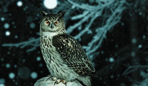 7 νυχτόβια πουλιά που ζουν στην Ελλάδα