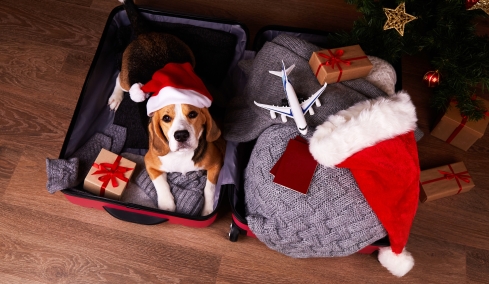 Τα καλύτερα και ασφαλή αξεσουάρ για το ταξίδι με τα κατοικίδιά σας