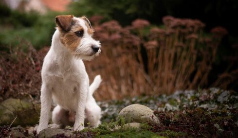 Τι φοβάται περισσότερο ο σκύλος μας – Πώς θα τον βοηθήσουμε
