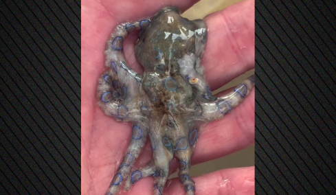 Τουρίστας έπιασε εν αγνοία του θανατηφόρο χταπόδι και έγινε viral στα social media 