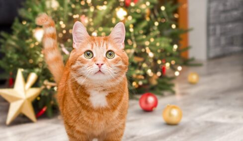 Πώς θα κρατήσουμε τη γάτα μας μακριά από το χριστουγεννιάτικο δέντρο