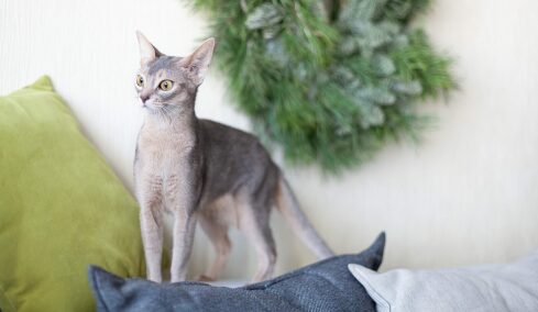 4 απλές δραστηριότητες για να φτιάξουμε τη διάθεση της γάτας μας