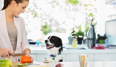 Τι φαγητά μπορούμε να δώσουμε στον σκύλο μας αν ξεμείνουμε από σκυλοτροφή – Λύσεις έκτακτης ανάγκης