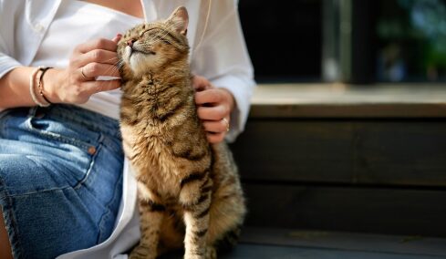 Οι καλύτεροι τρόποι για να βελτιώσετε τη σχέση με τη γάτα σας