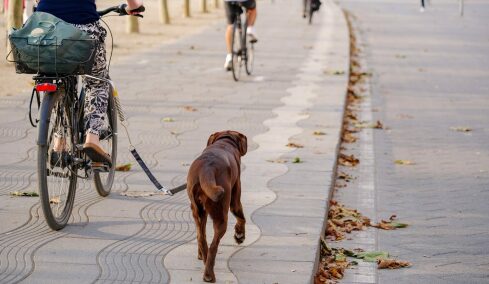 Τι πρέπει απαραίτητα να γνωρίζετε πριν κάνετε βόλτα με το ποδήλατο μαζί με τον σκύλο σας