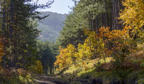 Συναγερμός στα ορεινά δάση της Πελοποννήσου: Τα ελληνικά έλατα πεθαίνουν μαζικά χωρίς να έχουν καεί