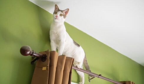 Τι σκέφτονται οι γάτες για εμάς- Πώς μας βλέπουν