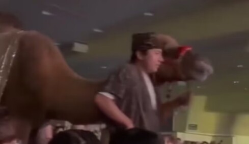 Καμήλα  κλώτσησε γυναίκα θεατή σε χριστουγεννιάτικη παράσταση εκκλησίας στο Χιούστον, δείτε βίντεο