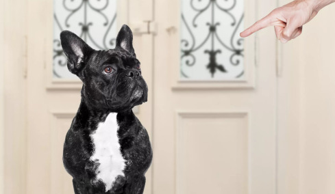 Θυμάται ο σκύλος μας ότι τον μαλώσαμε; Πώς θα καταλάβουμε αν μας συγχώρεσε
