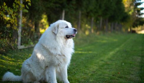 Ορεινός σκύλος των Πυρηναίων: 6 πράγματα που δεν γνωρίζατε για τον γίγαντα των βουνών
