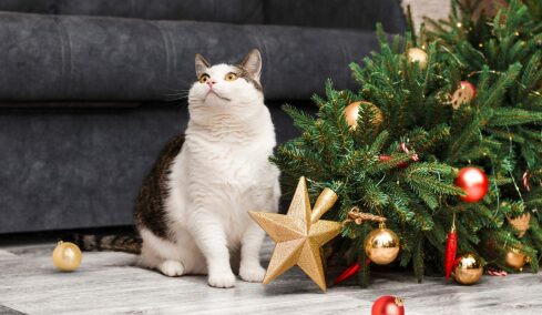Χριστουγεννιάτικο δέντρο και γάτες - Κίνδυνοι που δύσκολα φανταζόμαστε αλλά μπορούμε να αποφύγουμε