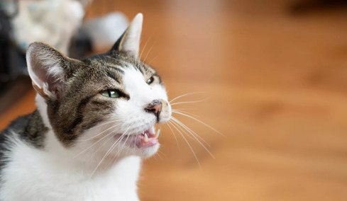 Γιατί μια γάτα νιαουρίζει συνέχεια – Τι μπορεί να συμβαίνει