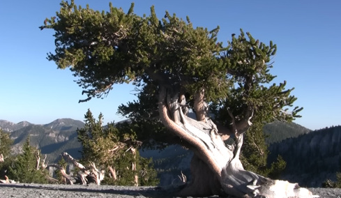 Προμηθέας: Το δέντρο που έζησε 5.000 χρόνια και κόπηκε από ένα ανθρώπινο λάθος