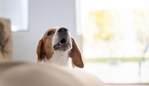 Το απλό κόλπο για να μάθετε στον σκύλο σας να σταματάει το γάβγισμα χωρίς φωνές ή τιμωρία