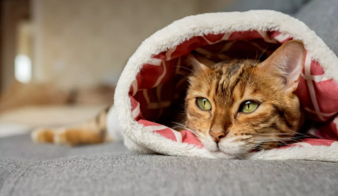 Κρυώνουν οι γάτες; Ποια είναι η ιδανική θερμοκρασία για αυτές