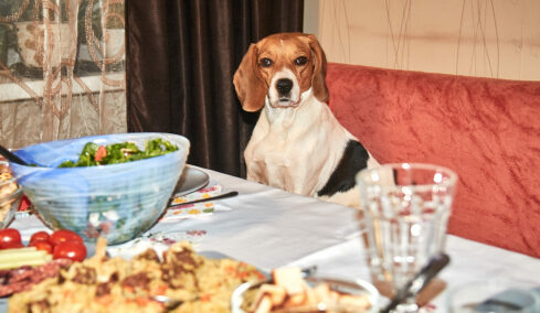 Ποια είναι τα φαγητά από το γιορτινό τραπέζι που μπορείτε να μοιραστείτε με τον σκύλο σας