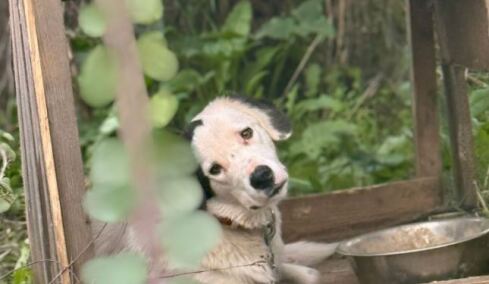 Εριέττα Κούρκουλου Λάτση για κακοποίηση ζώων σε άτυπο καταφύγιο των Κρεστένων: «Ένα είναι σε κρίσιμη κατάσταση»
