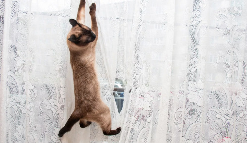Πώς να σταματήσετε τη γάτα σας να καταστρέφει τις κουρτίνες