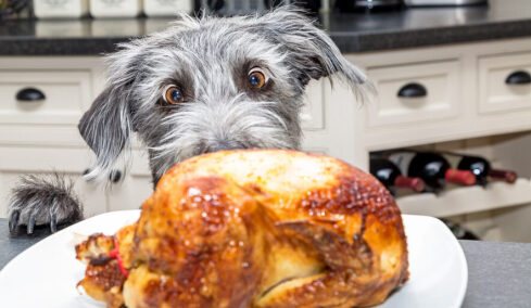 Δείτε αν πρέπει να δώσετε ή όχι γαλοπούλα στον σκύλο σας