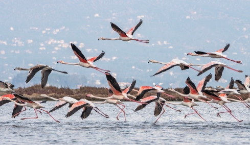 Εορταστική επίσκεψη από δεκάδες φλαμίνγκο δέχτηκε το Ναύπλιο