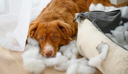 Καταλαβαίνει ο σκύλος μας πότε έκανε μια αταξία στο σπίτι; Τι ακριβώς συμβαίνει