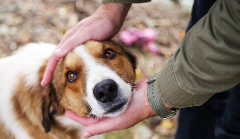 Γιατί ο σκύλος μας συμπαθεί τους ίδιους ανθρώπους με εμάς