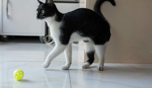 Τα 7 πράγματα που πρέπει να ελέγχουμε συχνά στη γάτα μας στο σπίτι για να είμαστε σίγουροι ότι είναι υγιής