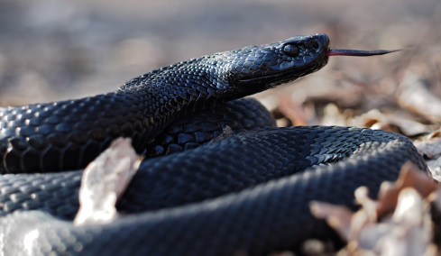Κεντάκι: Έσωσαν άνθρωπο από δηλητηριώδες φίδι και τώρα απειλούνται με κυρώσεις