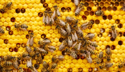 Η αλήθεια για το πού πάνε οι μέλισσες και οι σφήκες τον χειμώνα