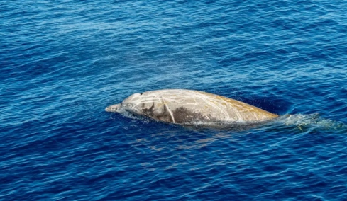 Εντυπωσιακή ανακάλυψη για τους ζιφιούς: Πώς οι ήχοι αποκαλύπτουν τα μυστικά των πιο μυστηριωδών φαλαινών