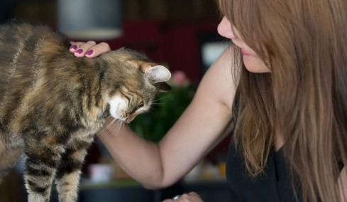 Οι λόγοι που η γάτα σας τρίβει το κεφάλι της πάνω σας- Πότε πρέπει να ανησυχήσετε