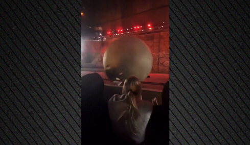 Βίντεο: Εργαζόμενος της Disney τραυματίζεται όταν σταματάει ψεύτικο βράχο 180 κιλών πριν χτυπήσει το κοινό