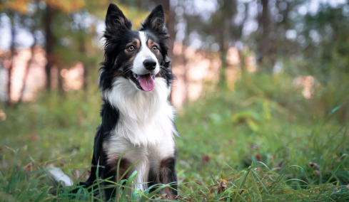 Δείτε τους 4 τρόπους που αντιδρούν οι σκύλοι όταν φοβούνται