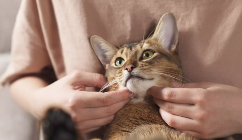 Γιατί οι γάτες λατρεύουν τα χάδια στα μάγουλα και το πηγούνι τους
